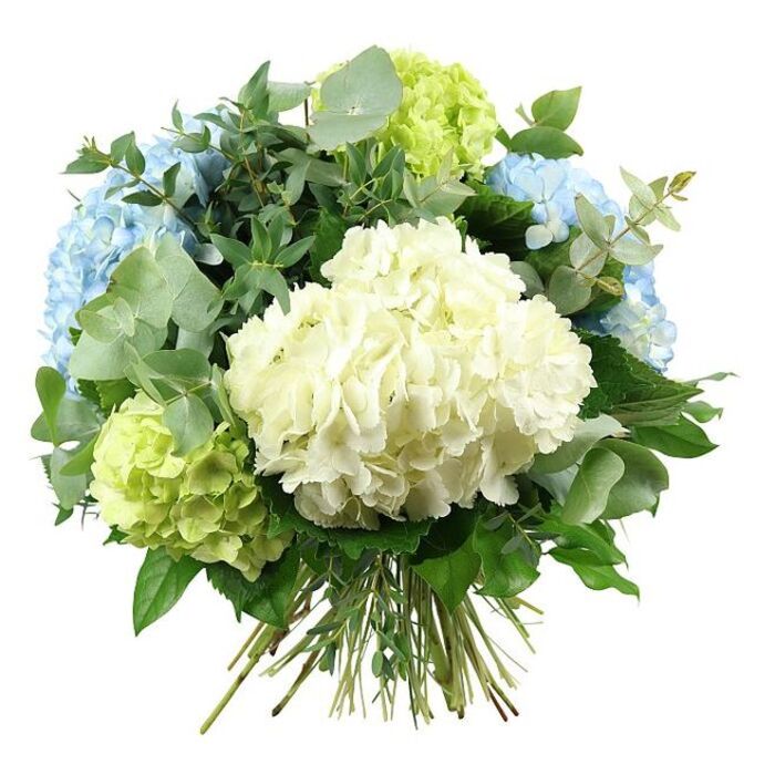 A carefully crafted hydrangea bouquet is shown against a pure white backdrop, its rounded, abundant form and cool palette of white, blue, and green giving it a calm yet luxurious presence. Dominating the arrangement is a large, cloud-like bloom of creamy white hydrangea, its countless tiny florets pressed together so closely that the surface appears soft and pillowy. Surrounding this central flower are multiple heads of pastel sky-blue hydrangeas, positioned slightly higher and to the sides, their gently ruffled petals catching the light and echoing bright NW7 skies over Mill Hill Park. Closer to the base and nestled among the blue are clusters of lime-green hydrangeas, their fresh, zesty colour suggesting new growth along local garden hedges off The Ridgeway. Threaded throughout the hydrangeas is an assortment of foliage that enhances the bouquet's texture and silhouette. Sprays of eucalyptus, with their silvery-green, rounded leaves, lend a cool, understated elegance and a hint of movement, while darker, glossy leaves weave in and out between the hydrangea heads, building layers of depth and framing the soft blooms. The stems of the flowers and greenery are visible at the bottom, gathered and tied securely in a hand-tied finish, ready to slide into a clear glass vase on a Mill Hill kitchen counter or office desk. Gentle, even lighting highlights every subtle shift in colour, from cream to white to baby blue and fresh green, while the absence of strong shadows keeps the overall mood peaceful and light. This bouquet feels perfectly suited to a quiet celebration, a thoughtful house-warming gift near Mill Hill East, or a soothing display for a reception area along Mill Hill Broadway.