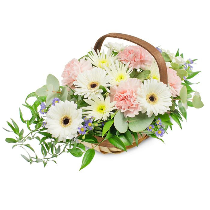 A generous, rounded basket of flowers presented with calm, confident craftsmanship and a soft, seasonal palette, shown against a brilliant white backdrop so every detail is visible. The composition is dominated by several large white Gerbera daisies, their clean, radial petals contrasted by striking deep brown or almost black centres that draw the eye inward. Surrounding them are abundant pale pink carnations with ruffled, cloud-like layers that introduce a gentle pastel warmth and depth of texture. Interspersed throughout are numerous small daisy-style blooms in white and pale yellow-probably spray chrysanthemums-that fill the bouquet with cheery, light-catching points. Delicate clusters of tiny blue-lavender accent flowers peek through the foliage, offering a cool counterpoint and a hint of aromatic sweetness. The greenery is rich and varied: rounded, silvery eucalyptus lends a refined, contemporary tone and a subtle scent, while glossy, darker green ruscus cascades elegantly from the left side, creating a flowing, asymmetrical profile. All of this is nestling in a handwoven, pale wooden basket with a sturdy curved handle that frames the arrangement and suggests a handcrafted touch. Lighting is bright and even, emphasizing the fresh textures of petals and leaves and the contrast between soft pastels and deep centres. As crafted by Flowers Mill Hill, this arrangement reads as versatile: serene enough for sympathy or remembrance, but equally suited as a welcoming centerpiece on a fête table in Mill Hill Broadway or a thoughtful gift delivered to a neighbour on Bittacy Hill.