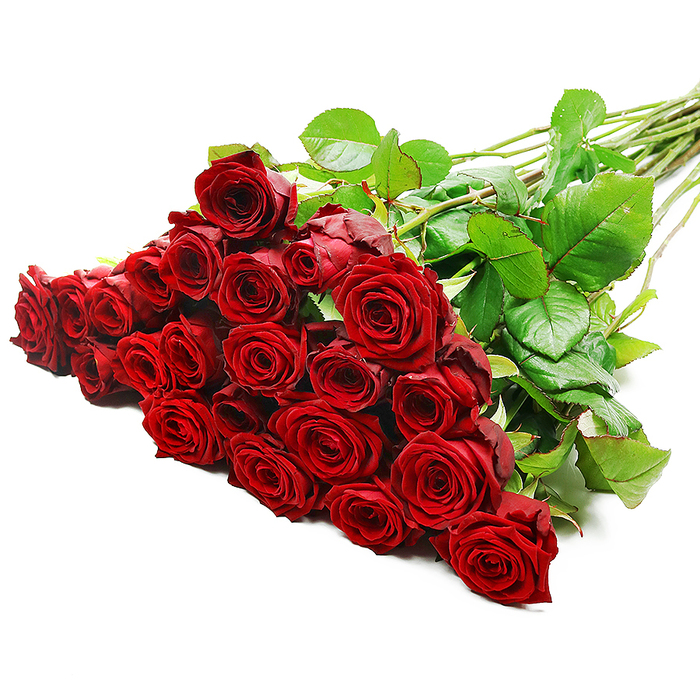 A striking composition of long-stemmed red roses lies diagonally across a stark white background, creating a powerful contrast that makes the deep crimson blooms appear almost luminous. The roses are massed together on the left in a generous cluster, likely numbering between twenty-four and thirty-six stems, giving the impression of abundance and indulgence. Each individual rose is at its peak, with velvety petals spiralling tightly from the centre and gradually easing open, forming classic cup-shaped blooms that feel both strong and delicately intricate. The colour is a luxurious dark red, reminiscent of the sort of elegant bouquets seen at special occasions in Mill Hill's leafy homes, and the even, studio-style lighting accentuates every subtle curve and fold, from the light catching the petal edges to the softer, shaded interiors. Interwoven among the roses are glossy, deep green leaves, adding visual texture and a sense of natural movement. The stems extend neatly to the right, long and straight with a few visible thorns and natural nodes, evidence of freshly cut, premium-quality flowers rather than any artificial arrangement. Without any added decoration, the bouquet feels modern and refined, allowing the roses alone to tell the story. It suggests grand romantic gestures, whether that is a surprise anniversary delivery near Mill Hill East station, a Valentine's gift arriving at an office along Mill Hill Broadway, or a heartfelt apology intended to mend bridges. The image communicates not only beauty but also intention and emotion, capturing the timeless symbolism of red roses as emblems of love, admiration, and devotion.