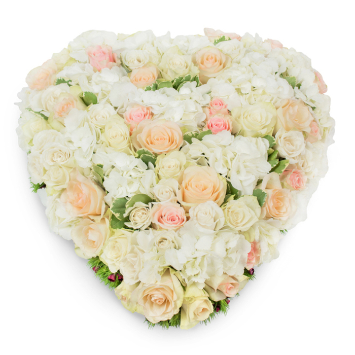 This heart-shaped floral masterpiece, photographed from a slightly elevated overhead perspective against pristine white, presents a lush tapestry of fresh, premium blooms arranged with disciplined care. A dense field of roses - from luminous white and soft cream to pale peach and understated blush pink - creates most of the surface, the variety of sizes and stages of bloom lending textural interest: small, tight buds sit beside grand, open roses whose layered petals catch the light with a satin sheen. Interspersed throughout are voluminous clusters of white hydrangea whose tiny petaled heads form a soft, cloud-like filler that enhances the arrangement's fullness and invites a tactile response. Subtle, deep green variegated foliage peeks through the flowers at strategic points, particularly near the lower contour, where leaf tips help set off the heart's silhouette and provide a fresh, natural counterpoint to the pastel palette. The photographic composition includes a faint, natural shadow beneath the heart, giving a sense of depth and the arrangement's sculpted form. There is a quiet, reverent mood here: the colours and shape combine to express calm dignity, making this piece especially suitable as a sympathy tribute or memorial focal point, while its refined romanticism also allows it to serve as a statement at weddings and anniversaries. An attentive florist's hand is evident in the even coverage and flawless shape, and the image conveys the soft scent of roses with the gentle green lift of foliage - a composed, elegant floral expression intended to comfort, honor and celebrate cherished bonds.