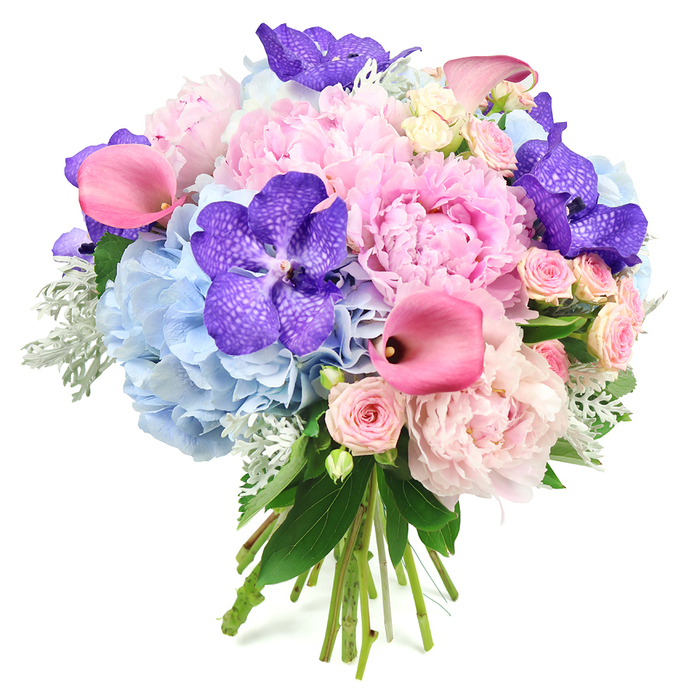 Presented against a bright white background, this opulent mixed bouquet glows with the gentle elegance of soft pinks, cool blues, and rich purples. Dominating the centre are large, fully opened light pink peonies, their abundant, ruffled petals unfolding like layers of fine fabric, creating a plush focal point that feels both romantic and indulgent. Wrapped around these central blooms, powder blue hydrangeas form a rounded, cushiony base, each small floret contributing to an overall sense of softness and calm, echoing the tranquil, open skies often seen over Mill Hill's parks and gardens. Threaded within this pastel harmony are dramatic deep purple Vanda orchids, their velvety petals speckled with darker markings that add complexity, depth, and a touch of exotic glamour. Fuchsia calla lilies rise gracefully above and between the other flowers, their smooth, trumpet-shaped blooms introducing a dynamic line and a punchy, contemporary pink that enlivens the arrangement. Tucked between the larger blossoms, clusters of blush pink spray roses bring intricate detail and a classic, romantic charm reminiscent of traditional English rose beds. The bouquet is framed with contrasting foliage: glossy dark green leaves give shape and structure, while soft, silvery-green dusty miller provides a velvety, muted edge that gently cools the composition. At the bottom, the natural stems are visible and neatly tied, reinforcing the hand-crafted nature of the piece and suggesting readiness for delivery by Flowers Mill Hill to homes, churches, and venues throughout the area. This bouquet conveys a mood of refined celebration, perfect for weddings, anniversaries, or meaningful thank-you gestures across NW7.