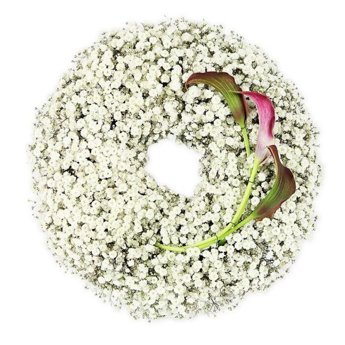 Seen from directly above, this image captures a beautifully restrained funeral wreath, centred on a crisp white backdrop. The wreath forms a perfect circle made almost entirely from white Baby's Breath, with the Gypsophila packed tightly together so that its tiny blossoms create a soft, cloud-like band of flowers. Each diminutive bloom contributes to a textured halo that surrounds an intentionally open centre, giving the design an airy, contemplative feeling. The whiteness of the wreath merges subtly with the white background, yet the gentle shadows along the edges reveal its rounded shape and depth. On the right-hand lower section of this ring, two calla lilies are nestled into the Baby's Breath, their colours providing a striking point of contrast. Their trumpet-shaped blooms are painted in velvety tones of magenta and deep burgundy, particularly rich at the flared tips, before softening into green as the petals turn back towards the stems. The stems themselves are a fresh, glossy green, curving in an elegant arc that follows the line of the wreath. The composition is deliberately simple: no excess foliage, no decorative ribbon, just the interplay of fine white Gypsophila and sculptural callas. This refined balance creates a mood of quiet sophistication and gentle sorrow, well suited to a funeral tribute in Mill Hill, whether for a service near the Broadway, a memorial gathering at home, or a dignified farewell arranged through local undertakers. It is the sort of thoughtful design we often prepare for families seeking something understated yet meaningful, where the flowers speak clearly of remembrance, peace, and love.