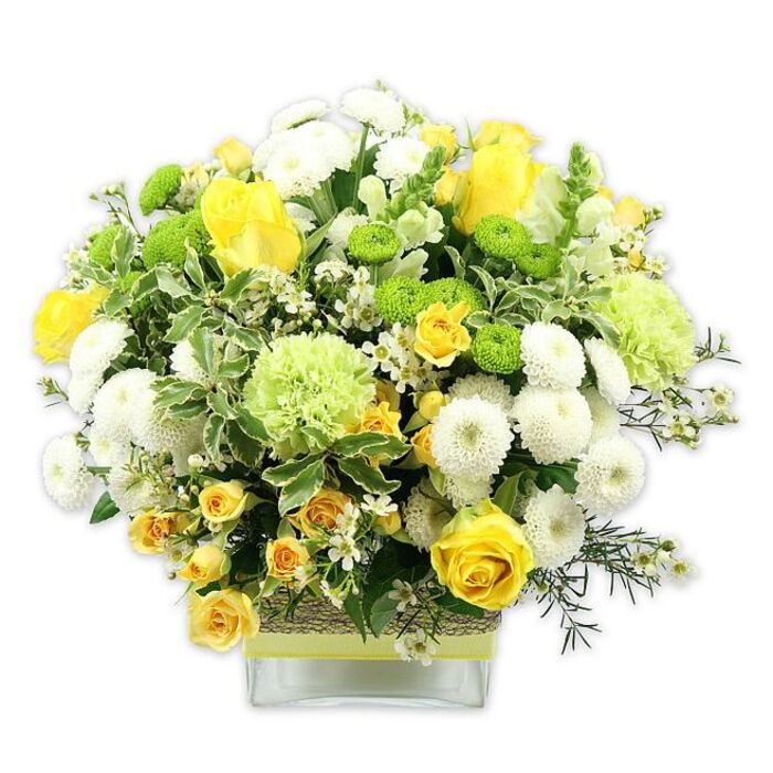 In this image, a lush, carefully rounded bouquet in a low, rectangular clear glass vase is shown against a stark white background, making the fresh colours and textures stand out as clearly as they would on a bright morning in Mill Hill Broadway. The arrangement is composed of a harmonious palette of sunny yellow, crisp white, and varied greens, brought together in a structured but inviting dome. Large yellow roses and smaller yellow spray roses are given pride of place, some fully open with layered petals that curl gently outward, others still in bud form, lending a sense of movement and time. Nestled among them, white pompom chrysanthemums form dense, spherical blooms whose countless, tidy petals provide a soft visual rhythm. Threaded through the design are lime green button chrysanthemums-small and globe-shaped-and larger, pale green blooms with ruffled, carnation-like petals that add a frilly, almost whimsical touch. Together, the yellow and green tones evoke the cheerful warmth of sunshine on the greenery of nearby Mill Hill Park. The arrangement is cradled by a mixture of foliage: deep green leaves with a smooth sheen, variegated leaves edged in lighter tones that echo the white mums, and airy filler greens that ease the transition from the mass of flowers to the clean lines of the vase. Tiny white, starry filler flowers glimmer throughout, bringing delicacy and extra depth. The stems, visible through the clear water, are neatly arranged inside the vase, which is wrapped around the middle with a rustic band of woven, natural-looking fibre, then finished with a neat, lime green ribbon tied flat around it. The overall effect suggests joy, freshness, and quiet celebration, making this floral piece ideal for birthdays, congratulations, or simply brightening a Mill Hill home with a touch of elegant, contemporary floristry crafted by Flowers Mill Hill.