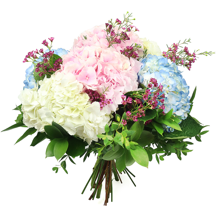 A lush, abundant bouquet of hydrangeas is shown suspended against a pristine white background, every bloom and leaf seeming to float in soft, even light. The design centres on large, spherical heads of hydrangeas in three pastel shades-baby pink, light sky blue, and creamy white-that blend harmoniously to create a calm, uplifting palette. Each hydrangea head is composed of many small, overlapping florets, forming a dense, cushion-like surface that suggests fullness and generosity, evoking the feel of established hydrangea bushes in Mill Hill's leafy residential streets near Mill Hill Park. The blush pink blooms add a tender, affectionate tone, while the blue clusters bring cool serenity; the white hydrangeas introduce brightness and a sense of refined simplicity. Threaded among these larger clusters are fine, branching stems of deep magenta or fuchsia filler flowers, likely waxflower. Their tiny, starry blossoms and delicate foliage add a touch of movement and a more saturated note of colour that keeps the eye engaged without overwhelming the softness of the pastels. Around the outside, an abundant collar of greenery frames the flowers: broad, glossy dark green leaves provide structure and contrast, while smaller, lighter green leaves add a softer, more informal edge, making the bouquet feel as though it has just been gathered from a local Mill Hill garden. The stems are drawn neatly together at the base and securely tied, forming a classic hand-tied arrangement ready to be placed into a favourite vase. The crisp, uncluttered white backdrop enhances the details of every petal and leaf, giving the bouquet an air of freshness, elegance, and quiet celebration, suited to birthdays, anniversaries, or simply brightening a calm corner of a Mill Hill home.