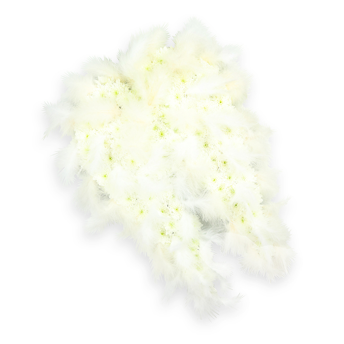 Displayed on a pristine white background, this angel-wing tribute draws the eye with its refined shape and layered textures, a quiet representation of solace and spiritual care. Each wing is meticulously built from a close-knit blanket of small white flowers-likely chrysanthemums and spray carnations-arranged so densely that they create a luxuriously soft, cushion-like surface. Within the heart of many blooms, the slightest blush of pale green or buttery yellow appears, adding delicate variation and helping the wings feel alive rather than flat. Following the sweeping outer contours, rich plumes of white feathers are carefully laid in overlapping arcs, their fine filaments softening every line and lending the arrangement a floating, ethereal quality. The feather tips taper into gentle wisps, suggesting movement, as though the wings have just settled into a moment of stillness. A faint, soft-edged shadow on the white ground beneath subtly hints at depth and three-dimensional form. The mood is contemplative, echoing the quiet you might feel walking through Mill Hill's leafy residential streets or pausing by a local churchyard to remember someone dear. Crafted with the care and experience of Flowers Mill Hill, this angel-wing design is often chosen for funerals and memorials when families want to convey purity, guidance, and a blessing of safe passage for a loved one. Its all-white colour palette symbolises innocence and eternal light, while the combination of floral richness and feather softness feels like a gentle embrace. Placed beside a coffin, at the front of a chapel, or at a graveside, it offers a dignified and comforting focal point during times of mourning.