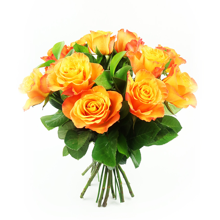 A hand-tied bouquet of bi-colour roses is displayed against a brilliant white background, its warm palette echoing the soft glow of sunset over Mill Hill's leafy hillsides. About a dozen roses are clustered together in a rounded, generous shape, the kind of full bouquet you might place on a dining table in a family home off Bittacy Hill. Each bloom is open, yet still full of structure, revealing a tight swirl of petals at the centre that gradually unfurls toward softer, more relaxed edges. The colouring begins with a clear, cheerful yellow in the heart of each rose, then slowly transitions into apricot and rich orange, with certain petals carrying a hint of red-orange on their tips. This subtle shift from light to deep, combined with the velvety petal texture, gives the entire bouquet a luminous, almost glowing quality. Threaded between the roses, deep green leaves add a grounding element. They are smooth, slightly shiny, and shaped in clean outlines that help define the round silhouette of the bouquet, offering a cool contrast that recalls the mature trees and garden shrubs that characterise much of NW7. The stems, visible at the bottom, are neatly gathered and freshly cut, forming a compact, dark green bundle that suggests readiness to be wrapped for delivery across Mill Hill or placed directly into a favourite vase. With the flowers isolated on a plain white field, attention is drawn entirely to their colour, form, and sense of cheerful abundance. The arrangement feels ideal for birthdays, anniversaries, or thoughtful everyday surprises delivered to homes near Mill Hill East station and beyond.