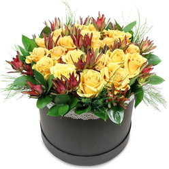 This image captures a luxurious round hatbox bursting with yellow roses and burgundy leucadendron, styled in a way that feels very at home in Mill Hill's calm, leafy streets. The hatbox is circular and solid, finished in a deep charcoal or black tone that appears velvety rather than shiny. Around its top edge runs a fine trim of white lace, the pattern small and intricate, adding a romantic whisper of texture where the flowers meet the box. Above this sits a carefully sculpted mound of roses, closely grouped to form a smooth, domed silhouette. The roses themselves are a vibrant, golden yellow, with layered, velvety petals that catch the light in subtle gradients from lemon to warm amber. Some blooms are in full, generous flower, their hearts completely open, while others still tuck their inner petals inwards, promising a longer-lasting display. Standing out among the sunshine tones are stems of Leucadendron 'Safari Sunset', their narrow, tapering bracts painted in deep burgundy and claret hues with hints of rust and green. These darker, flame-like forms give a sculptural feel and add depth and sophistication, reminiscent of the rich reds of autumn leaves in Mill Hill Park. At the base, a halo of glossy, deep green foliage surrounds the flowers, the leaves smooth and slightly curved, creating a structured framework. Lighter, feathery sprigs of soft green filler peek out between the roses and foliage, breaking up the form with gentle, naturalistic touches. The arrangement feels joyful yet poised, ideal for sending congratulations to a new homeowner near Mill Hill Broadway, marking an anniversary dinner along The Ridgeway, or simply bringing a bright focal point to a sunlit living room that looks out over the local gardens and trees.