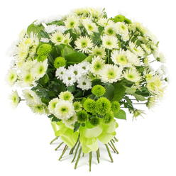A full, rounded chrysanthemum bouquet in shades of white, cream, and striking lime green is captured against a luminous white backdrop, highlighting its fresh, contemporary feel. The flowers are tightly grouped into a generous hand-tied arrangement, as if just finished by an experienced florist in Mill Hill preparing it for local delivery. Large, open chrysanthemum blooms in pure white and creamy off-white form the main structure, their many slender petals fanning from light green and soft yellow centres like miniature fireworks frozen in time. Interspersed between these larger heads are sprays of smaller chrysanthemum blossoms, each daisy-like flower with fine white petals that bring airiness and a sense of movement, reminiscent of simple cottage-style gardens tucked away off Bunns Lane. Vibrant lime-green pompon chrysanthemums punctuate the design, their small, spherical blooms tightly packed with petals, creating a rich, tactile contrast against the soft, feathery whites. These cheerful green buttons echo the bright new foliage in Mill Hill's open spaces and lend the bouquet a fresh, energising character. Draped through the flowers and peeking from beneath, dark green foliage adds depth and a natural frame, anchoring the light tones and suggesting a cool, leafy scent. At the base, the stems are cut neatly and drawn together into a straight bundle, held firmly by a broad lime-green satin ribbon tied into an elegant, multi-looped bow. The overall impression is one of serene optimism and understated luxury, a bouquet that would sit beautifully on a dining table overlooking Mill Hill Valley, or make a thoughtful gift for a new baby, a quiet celebration, or a message of support.