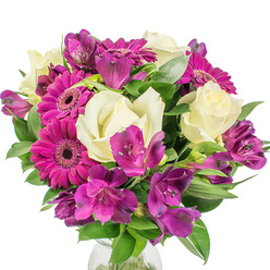 Presented on a pure white field that makes every tone sing, this densely packed bouquet balances exuberance and classical grace in equal measure. Several vivid magenta Gerbera daisies dominate the composition with their broad, almost fuchsia petals and dark, textured centres, radiating a buoyant energy. Interwoven are creamy white roses whose layered petals unfurl with a quiet, romantic dignity, offering a soft counterpoint to the gerberas' cheer. Purple Alstroemeria (Peruvian lilies) appear in sprays, their trumpet-like petals dusted with subtle speckles and fine veins that create a sense of depth and artisanal detail. Dark, glossy foliage - a mix of broad leaves and more linear, sword-shaped greenery - provides structure and contrast, catching and reflecting the light to sculpt the round, full profile. At the very bottom a clear glass vase is discernible, its clean line anchoring the arrangement without distracting from the blossoms. The lighting feels like gentle morning sun through a kitchen window in Mill Hill - cool highlights on petals, soft shadows beneath leaves - and one can almost sense the fresh, green aroma of cut stems mingling with a faint floral sweetness. As an experienced local florist I choose these blooms for occasions that range from cheerful celebrations to intimate gestures of sympathy, and this bouquet would travel well for delivery across Mill Hill and nearby streets around Mill Hill Broadway. The composition reads as thoughtful, fresh and expertly constructed, a bouquet that invites touch and brightens a room with confident colour and texture. Flowers Mill Hill prepared with the eye of a neighbourhood florist.