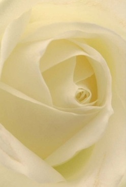 In this evocative close-up, a rose's soul is laid bare-ivory petals swirling gently inward in a perfect dance, echoing the winding paths found in Mill Hill Park at dawn. Each velvety fold is slightly translucent, inviting the touch and conjuring the gentle caress of a springtime breeze by the green spaces surrounding Burtonhole Lane. Soft lighting paints each petal with hues of cream and faint lemon, casting tender shadows that accentuate the rose's serene allure. The atmosphere is hushed, like the moments before a joyful gathering or an anniversary celebration with local loved ones. Captured in exquisite detail, the rose radiates timeless grace-its soothing scent barely perceptible, yet unmistakable, like the memory of happiness after rain in Mill Hill. The artistry here is unmistakable, each petal arranged for meaning and emotion, as only an experienced Mill Hill florist can achieve. This single rose becomes an emblem of love, comfort, and shared memories, a tribute to both nature's wisdom and community warmth.