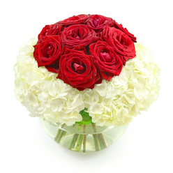 This image captures a sophisticated floral design, photographed against a bright white background that highlights the structure and detail of every bloom. At the centre of the composition, a rounded cluster of deep red roses takes pride of place, around ten blossoms pressed closely together to create a dome that feels rich and tactile. Each rose showcases its velvety petals in a slightly different way: some are more tightly wound, holding onto their classic bud-like shape, while others are more open, their layered petals curling outward to form soft, sculptural curves. Beneath this romantic grouping lies a generous bed of white hydrangeas, forming a voluminous base that extends outwards in a smooth, rounded form. The hydrangea heads resemble little clouds, formed by countless, delicate florets that sit tightly together, producing a dense yet fluffy appearance. This play between the bold, smooth petals of the roses and the fine, clustered texture of the hydrangeas gives the arrangement real depth and dimension. All of the flowers are arranged neatly in a clear, bubble-shaped glass vase, half-filled with clear water. Through the transparent sides, the stems are visible, a network of clean green lines that taper toward the bottom. Light reflects gently on the water's surface and the curve of the glass, adding a subtle glow to the arrangement. This bouquet, with its classic red-and-white palette, feels tailored to a romantic occasion in Mill Hill, perhaps a wedding anniversary dinner at home off Daws Lane or a special surprise delivered to a loved one near Mill Hill Broadway. It radiates warmth, devotion, and a quiet sense of celebration.