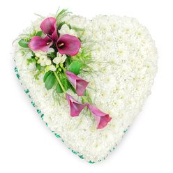 A beautifully balanced heart-shaped funeral tribute fills the frame, its pure white and rich magenta tones set off by a simple white background. The entire body of the heart is covered in countless small white spray chrysanthemums, meticulously arranged so that no gaps are visible, forming a continuous, plush surface that suggests comfort and quiet reflection. Their petals overlap gently, giving the impression of a soft, floral cushion, like the calm expanses of green you might notice across Mill Hill Park on a still day. Tracing the outer contour of the heart is a ribbon of vivid emerald green, neatly folded and fastened, which provides a precise border and a subtle contrast to the dominant white. From the upper left edge of the heart a graceful spray of deep magenta or fuchsia calla lilies sweeps diagonally towards the lower right. At the top of this spray, a cluster of fully open calla lilies shows off their elegant, trumpet-shaped blooms and darker centres, adding drama and depth. Further down, a couple of slightly slimmer, partially unfurled calla lilies trail delicately, suggesting movement and a gentle downward flow. Tucked among the lilies are smaller clusters of dainty white freesia or similar blossoms, whose finer petals and likely fresh fragrance introduce an additional layer of softness. These are framed by mixed greenery-feathery fern fronds and broader, glossy leaves-that weave in and out of the design, lending natural texture and a sense of life. Composed with the careful attention typical of experienced florists serving Mill Hill and the surrounding residential lanes, this floral heart conveys heartfelt condolences, enduring affection, and a quiet, dignified farewell.