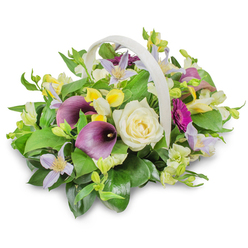 A serene and luxurious sympathy basket is presented in a light-coloured woven container with a prominent curved handle, all set against a crisp white background so the floral details are clearly visible. The arrangement is rounded and lush, suggesting a carefully tended garden captured at its most beautiful moment. At its centre, a single creamy white rose opens with perfect poise, the petals unfurling in tight, velvety layers that convey peace and remembrance. Flanking this focal rose, two deep purple calla lilies rise up on elegant, slender stems, their sculptural trumpet-shaped blooms adding a touch of modern refinement that feels at home in the calm, leafy surroundings of Mill Hill. Threaded throughout the basket, pale lavender clematis-like flowers appear in small clusters, their star-shaped petals and soft yellow centres giving the design a light, airy movement, like the breeze that moves through the trees in Mill Hill Park. Interspersed are joyful accents of bright yellow and clean white, likely from delicate freesia or alstroemeria-style blossoms, adding texture and gentle brightness that evokes fond memories and gratitude. On the right side of the composition, a single magenta gerbera-style bloom leans outward, its bold fuchsia petals radiating like a sunburst, symbolising enduring love and the unique personality of the life being honoured. All of this colour is embraced by an abundance of mixed greenery: broad, glossy leaves and finer, lighter sprigs build a rich, verdant cushion that deepens the overall palette. A soft natural shadow below the basket grounds the arrangement, as though it has just been placed on a table in a Mill Hill family home or funeral parlour. Crafted with the care of experienced local florists serving NW7, this basket makes a fitting tribute for funerals, memorial services, or condolence deliveries around Mill Hill Broadway, Bittacy Hill, and the nearby residential streets.