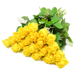 Arranged in a graceful sweep across a pure white background, approximately two dozen yellow roses create a calm yet hopeful composition. The flowers are gathered as if in a hand-tied bouquet then softly fanned out, revealing individual heads at different stages of bloom. Some roses are still tightly coiled, holding their colour in concentrated spirals, while others have begun to open, their layered petals curving outward in rich, golden-yellow tiers. The yellow is vivid but not overpowering, evoking a sense of gentle comfort that feels appropriate for sending sympathy or quiet support. Around the blossoms, clusters of dark green leaves, smooth and slightly waxy, form a natural frame, with lighter leaf undersides occasionally catching the light. At one end of the image, the stems come together in a neat but relaxed bundle of pale green, suggesting freshness and careful handling by a local florist. The lighting is soft and balanced, creating a clear view of texture and colour without stark contrast, as though the bouquet rests in soft daylight filtering through a Mill Hill window. This image brings to mind a condolence delivery to a home near Mill Hill Park or a thoughtful tribute placed at a remembrance service. The understated arrangement allows the symbolism of yellow roses - enduring friendship, shared memories, and quiet encouragement - to speak gently, making it a fitting visual for sympathy occasions where a touch of brightness is offered in a respectful, restrained way.