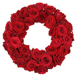 Against a pure white backdrop, this wreath of deep red roses sits with restrained dignity that suits both memorials and quiet rituals. The circle is densely packed, a field of blooms where every rose is chosen for peak form and for the emotion it carries. Some heads are fully opened, their velvety petals unfurling in graceful spirals, while others are just beginning their reveal, adding a gentle rhythm of scale across the surface. The surface is smooth and uninterrupted by greenery, creating a bold, uniform crimson that reads both solemn and refined. The petals catch the light with a soft gleam, inviting the viewer to follow the weave of each curve as if tracing a memory. This wreath offers a refined vocabulary of sympathy and admiration, well suited to funerals, memorial services, or as a respectful tribute at a church hall or graveside. In Mill Hill, families and funeral directors appreciate the local touch-the option for timely delivery across NW7 and nearby streets-and the reassurance that a nearby florist understands the gravity of remembrance. Crafted with meticulous care, the arrangement embodies quiet strength, lasting affection, and the promise that beauty can accompany sorrow with grace.
