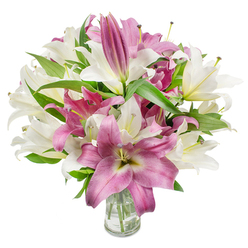 A generous bouquet of oriental lilies, artfully arranged and photographed on a crisp white background, showcases a harmonious duet of soft, creamy white and vivid magenta-pink blooms. The composition feels deliberate and abundant: many lilies are fully open, their broad, trumpet-like petals curving back to expose slender stamens and softly dusted anthers, while others remain in tight, promising buds that hint at days of unfolding. The white blooms are warm-ivory with pale yellow-green throats that gently glow in the studio lighting, and the pinks range from deep fuchsia to rose, with velvety surfaces and faint paler veins that give depth. Dark green, lanceolate leaves weave through the display, their glossy blades offering a cooling contrast that anchors the flowers visually and texturally. At the base, a plain clear glass vase holds the tidy mass of stems and fresh water, visible through the transparency and suggesting careful flower care. The lighting is bright and even, rendering petal texture and the delicate interplay of light on pollen and petal edges; overall the bouquet conveys freshness, structure, and tactile softness. Described here by a Mill Hill florist, this arrangement would suit a birthday, anniversary, or quiet celebration shared in Mill Hill Village or delivered to addresses around Mill Hill Broadway. For customers seeking a local touch, Flowers Mill Hill often presents lilies with this balance of drama and restraint, capturing both scent and sight in a single, elegant table-centrepiece.