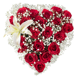 A densely packed heart of deep crimson roses dominates this image, each rose ranging from tight bud to full bloom and creating a tactile field of velvety petals that catch and hold the light. Interspersed generously among the roses are delicate clusters of white baby's breath (Gypsophila), their tiny blossoms like soft puffs of cloud drifting through the scarlet sea and lending an ethereal contrast that lifts the composition. Nestled into the upper left curve is a single, pristine white lily whose broad petals open outward with a soft cream hint near the center and prominent yellow stamens that punctuate the arrangement with quiet warmth. The bouquet sits against a pure white backdrop that sharpens colour and shadow, exposing the care of each placement and the bouquet's perfect heart silhouette. If I were describing this as a florist in Mill Hill, I would point to the way the lily's waxy petals balance the roses' velvet, and how the gypsophila's feathery texture prevents the heart from feeling too heavy; small green sepals peek here and there, adding subtle relief. The air around this design seems faintly scented-sugar-rose sweetness tempered by the lily's clean, green perfume-an aroma that would travel well across Mill Hill Broadway or to a table in Mill Hill Village. This composition is crafted to express deep affection-ideal for anniversaries, Valentine's Day, a romantic apology, or as a dignified expression of love-offered with the attention to freshness and delivery reliability that local customers expect from Flowers Mill Hill.