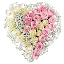 Elegant heart-shaped rose tribute designed for funerals, memorials, or celebration-of-life services around Mill Hill, captured against a pure white backdrop so that the colours and textures speak clearly. The heart itself is crafted with perfect symmetry, divided down the middle into two equal panels of roses that meet in a straight, clean line. On the left, a dense group of creamy white and soft pale yellow roses fills the space completely, each blossom with smooth, layered petals that curl outward so gently they almost seem to sigh, evoking innocence, peace, and a quiet goodbye. On the right, the same generous density appears in medium pink roses, whose warmer tone adds a sense of comfort, gratitude, and enduring love. Throughout both sides, and especially tracing the central line and edging, sprays of fine white baby's breath create a veil-like effect over the roses, softening harsh edges and giving the design a tender, clouded finish. There is no foliage visible, only the textured interplay between large rose heads and tiny gypsophila blooms, producing a tribute that feels both modern and timeless. It is easy to picture this heart laid across a coffin in a Mill Hill church, placed by the altar at a synagogue, or resting on a stand for a service at Golders Green or Edgware, where its shape can be recognized at a glance even from the back row. The careful craftsmanship mirrors the sensitivity of a local florist tuned to the needs of families saying goodbye in this part of North London.