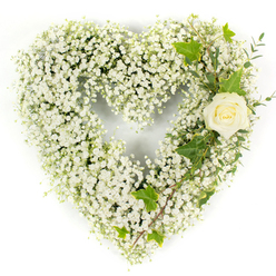 A serene heart crafted from a dense snowfall of petite white gypsophila, each tiny bloom contributing to a cloud-like surface that feels feather-soft under bright, neutral lighting. The heart's clean contour is unbroken until the upper right where a single ivory rose nestles gently into the curve-its petals creamy and compact, glowing like a whispered thought. From the rose a soft diagonal of foliage travels down the right side: deep, glossy ivy leaves with their familiar lobed edges carve elegant lines against the white, while fine, pale-green, eucalyptus-like sprigs add delicate texture and a subdued aromatic note that suggests cool evenings in local gardens. The contrast between the airy gypsophila and the rose's velvet spiral creates a tactile dialogue-light and ethereal against smooth, composed strength-while the ivy introduces a natural, grounding rhythm. This composition, with its pristine white palette and contemplative mood, conveys innocence, reverence, and enduring memory, making it appropriate for sympathy services, memorial displays, or quiet moments of remembrance. Locally familiar to families who gather around Mill Hill Park or Mill Hill Village, the tribute carries an understated elegance that comforts without fanfare, a floral sentence of love and loss arranged with the care of a neighbourhood florist attentive to tone and detail.