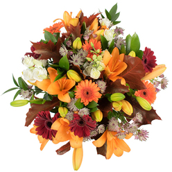 A radiant, highly detailed overhead view of a hand-tied autumn bouquet, captured on a stark white background to let the warm colours glow. At the heart are several fully opened orange Asiatic lilies, their broad, trumpet-shaped petals unfurling with elegant curvature; nearby, numerous tightly closed lily buds in lime-green and soft apricot suggest more opening to come. The arrangement is punctuated by bold Gerbera daisies-vivid pumpkin-orange and a luxurious burgundy red-with dark centres that anchor the eye, while clusters of creamy lisianthus offer moments of softness with their layered, frilled petals. Sprays of muted purple Astrantia provide delicate, star-like texture and lift the composition away from the denser masses. Large, sculptural leaves in deep reddish-brown are artfully placed like fallen oak leaves, reinforcing the autumn narrative, and fresh green foliage threads throughout, giving the bouquet a lively, garden-fresh backbone. The lighting emphasizes surface textures: the lilies' satiny sheen, the Gerberas' crisp edges, and the Astrantia's feathery tips. Emotionally, the piece feels warm and generous-perfect for a birthday, harvest celebration, or to bring a touch of Mill Hill's countryside charm indoors, perhaps for a luncheon near Mill Hill Village or a cosy gathering by Bittacy Hill. As an experienced local florist, I note how the composition balances scale and scent-the lilies' heady perfume tempered by green freshness-so it reads as an intimate, celebratory bouquet with rustic elegance and long-lasting presence.