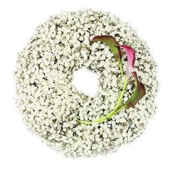The photograph shows a refined, circular wreath of funeral flowers, positioned neatly on a brilliant white surface that enhances its sense of calm. The wreath itself is composed of countless tiny blossoms of white Baby's Breath, each Gypsophila flower forming part of a dense, cloud-soft ring that encircles an empty centre. The texture is intricate and airy at once, like fine lace or mist, with no visible gaps in the halo of blooms. Their small petals catch the light, giving the entire circle a delicate, almost glowing quality. Anchored into the lower right quadrant of this snowy ring are two calla lilies, which immediately draw the eye. Their smooth, rolled petals flare gently at the top, saturated in deep burgundy and magenta shades that gradually transition into a greenish tone towards the throats and stems. The stems are long and clean, an elegant green line that curves subtly upward as if lifting the blooms in quiet tribute. There are no additional leaves or ribbons; the emphasis remains on the relationship between the airy Baby's Breath and the bold, architectural callas. The overall composition feels both contemporary and deeply respectful, an arrangement that might grace a funeral service or remembrance gathering in Mill Hill, perhaps delivered to a local church or laid near the tranquil spaces around Mill Hill Park. Created with the attention to detail you would expect from Flowers Mill Hill, this wreath visually expresses themes of innocence, eternity, and the enduring strength of love even in moments of loss.