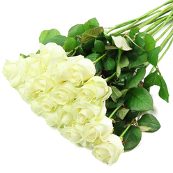 A carefully composed bouquet of white roses lies diagonally across a pristine white surface, reminiscent of a hand-tied arrangement resting on a florist's bench near Mill Hill Broadway just before delivery. In the lower-left region of the photograph, around two dozen rose heads gather into a plush, almost cloud-like mass. Each bloom is at the perfect stage of opening, with tightly curled centres framed by progressively larger petals that peel away in rounded layers. The colour is predominantly a clear, luminous white, deepening into cream and delicate ivory tones towards the heart of some flowers, while a whisper of pale green clings to the base of the newest petals. This natural gradient reveals their freshness and quality. From this concentrated bed of blooms, a spray of long, straight stems reaches up towards the upper right. The stems are strong and clean, dressed in clusters of vibrant, dark green leaves that create a vivid contrast against both the petals and the white background. A few leaves show a subtle reddish sheen along their edges and undersides, a small but realistic detail that brings the arrangement to life. The lighting is bright and even, without harsh shadows, allowing you to almost feel the cool, velvety texture of the petals and the slightly waxy touch of the foliage. Emotionally, the bouquet speaks with a gentle voice, suggesting peace, sincerity, and quiet celebration. It is easy to imagine this arrangement carried along the paths of Mill Hill Park for a wedding, delivered to a family home after a memorial, or sent as a heartfelt anniversary gesture to someone special in Mill Hill and the nearby North London suburbs.