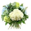 A lush hand-tied bouquet of hydrangeas and greenery is displayed against a luminous white background, the simplicity of the setting drawing all attention to the flowers' soft colours and generous shape. In the centre, a large, rounded head of creamy white hydrangea forms a plush focal point, every tiny floret contributing to a smooth, cloud-like dome. Flanking this central bloom are clusters of sky-blue hydrangeas, their petals overlapping in delicate layers, creating a gentle ombré effect that recalls big open skies over Mill Hill's leafy streets. Nestled between and below them, lime-green hydrangea heads add a vivid, refreshing brightness, like the first fresh leaves appearing in gardens near Mill Hill Park and along Devonshire Road. Woven through the hydrangeas is an elegant mix of greenery: soft, rounded eucalyptus leaves in muted silvery-green arc gracefully outward, while deeper, glossy green foliage fills the inner spaces, supporting the hydrangea heads and building a rich, rounded silhouette. The stems are neatly aligned and tied together at the base, revealing the traditional hand-tied construction that makes the bouquet ready for a vase in a Mill Hill home, whether on a sunny windowsill or a dining table off Lawrence Street. Soft, diffused lighting accentuates the intricate textures of petals and leaves without any harsh contrast, creating a calm, airy atmosphere. The bouquet's cool palette and balanced design evoke feelings of peace and understated luxury, making it ideal for anniversaries, elegant thank-you gestures, or simply bringing a touch of fresh Mill Hill garden charm indoors with same-day local delivery.