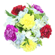The image presents a lush, round bouquet viewed from above, set against a clean white background so that every flower stands out distinctly. At its heart are six generous carnations, their ruffled petals full and textured. Two bright yellow blooms add a burst of sunshine and positivity, two deep burgundy-red carnations bring a sense of depth and affection, and two vivid magenta-purple flowers introduce a rich, elegant accent. These focal blooms are surrounded by soft clouds of hydrangeas in light blue and creamy white, the small, overlapping petals forming gentle mounds that look as if they would feel smooth and velvety to the touch. The cool blues and whites of the hydrangeas provide a calm, soothing backdrop, much like the peaceful atmosphere in Mill Hill's parks and open spaces. Threaded among the flowers is a mix of greenery: broad, variegated leaves with bright green centres and creamy or pale yellow edges, and slender, darker green sprigs that reach outwards to soften the bouquet's outline. The result is a full, harmonious composition, carefully arranged yet with a relaxed, natural charm, as though gathered from a well-kept garden off Mill Hill Broadway. Gentle, balanced lighting highlights the dewy freshness of the petals and the subtle interplay of colours throughout the design. This bouquet radiates a cheerful, celebratory spirit with an undercurrent of tenderness, ideal for birthdays, congratulations, or simply sending a warm thought to someone special in Mill Hill. It looks like the kind of handcrafted arrangement a local florist would prepare for same-day delivery across the neighbourhood.