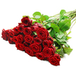 A luxurious bouquet of long-stemmed red roses is artfully spread across a pristine white backdrop, placed on a gentle diagonal so the densely packed blooms dominate the left side while the stems sweep towards the right. There are roughly two to three dozen roses, creating a lush, full appearance, and each flower head is perfectly shaped with velvety petals coiled tightly in the centre and easing outward into soft, layered edges. The crimson hue is deep and romantic, enhanced by bright, balanced lighting that brings out subtle highlights along the petal rims and richer shadows in the folds, giving the bouquet a three-dimensional, almost tactile presence. Between the roses, healthy dark green leaves emerge, their slight sheen catching the light much like foliage viewed in a Mill Hill garden after rain. The stems extend in an orderly yet natural line, displaying small thorns and textured segments that speak of authenticity and freshness. There is no vase, ribbon, or additional decoration, allowing the classic beauty of red roses to remain the sole focus and turning the image into a quiet tribute to love and passion. It feels as though the bouquet has just been arranged by Flowers Mill Hill, ready to be wrapped and sent out for same-day delivery to a home near Mill Hill Park or an intimate celebration along Bunns Lane. The overall impression is one of timeless elegance and heartfelt emotion, ideal for anniversaries, Valentine's Day, proposals, or any significant moment where a grand, wordless gesture of affection is needed.