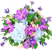 Against a bright white background, this opulent mixed bouquet looks freshly arranged and ready to be carried through the streets of Mill Hill to a waiting celebration. At its centre are large, rounded heads of powder-blue hydrangeas, their mass of tiny, softly crinkled florets forming plush, cloud-like spheres that establish a soothing, cool-toned base. Punctuating these soft blue mounds are eye-catching Vanda orchids in vivid fuchsia and purple shades, each blossom with wide, smooth petals scattered with darker, pixel-like spotting, giving the arrangement an exotic, high-end character. Tucked thoughtfully between the larger blooms are clusters of small spray roses in blush-pink and creamy ivory, with tightly curled buds and gently opening flowers adding a romantic sweetness and a fine, almost lace-like texture. From within the bouquet, slender clematis stems rise and bend outward, bearing pointed buds and open, star-shaped flowers in rich indigo and pale lavender tones, providing movement and a feeling of natural, garden-grown elegance. Surrounding the flowers, a lush frame of emerald-green foliage, with both broad and narrow leaves, offers contrast and structure, making the brighter colours appear more vivid and giving the bouquet a deep, layered look. The overall silhouette is rounded and full, with a slightly overflowing abundance that suggests thoughtfulness and generosity rather than restraint. Soft, evenly diffused lighting emphasises the interplay of surfaces-the velvety roses, papery hydrangeas, and sleek orchids-capturing the bouquet at its freshest. It feels like a perfect choice for a milestone celebration, new baby, or housewarming in Mill Hill, delivering a sense of sophistication, joy, and heartfelt sentiment in one elegant arrangement.