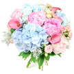 Set against a bright white backdrop, this hand-tied, round bouquet looks as if it has just been finished on a workbench in Mill Hill, every flower thoughtfully placed. At its heart lie generous clusters of powder-blue hydrangeas, forming soft, billowy domes whose tiny overlapping petals give a dreamy, cloud-like texture. Nestled closely with them are large, luxuriant peonies in varying shades of pink-from very pale blush through gentle rose to slightly stronger, candy-pink-each bloom a swirl of plush, ruffled petals, some fully open, others still unfolding. Rising gracefully through this gentle mass of colour are smooth, trumpet-shaped calla lilies in vivid coral and magenta-pink, their sleek lines adding a touch of contemporary elegance and drawing the eye upward. Interspersed between the larger flowers, delicate blush spray roses and hints of creamy yellow rose blooms bring smaller points of interest and a soft glow of warmer tones. Wrapping and weaving through the bouquet are sprigs of silvery-green Dusty Miller foliage, its velvety, slightly frosted appearance creating cool highlights that contrast beautifully with the richer hues, while deeper green leaves provide structure and a natural frame. The stems, clearly hand-tied, are visible at the base, as if ready to be slipped into a clear glass vase on a windowsill overlooking Mill Hill Park or delivered as a thoughtful gesture to a home near Mill Hill East station. The mood is joyful, elegant, and gently romantic, conveying warmth, gratitude, and celebration through its harmonious blend of colour, texture, and form.