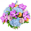 Against a vivid white backdrop, this opulent bouquet stands out with the clarity of a fresh morning over Mill Hill, its colours and forms carefully orchestrated by skilled florists at Flowers Mill Hill. The foundation is made of generous, rounded clusters of sky-blue hydrangeas, their countless tiny petals building up into plush, cloud-like spheres that lend both fullness and softness. Rising from this cool blue base, several impressive Vanda orchids spread their broad petals in rich magenta-purple, each petal patterned with darker, intricate speckles that create a luxurious, almost jewel-toned effect. Interlaced with these dramatic blooms are classic roses in a muted lavender-grey, approaching a dusty mauve shade, whose spiralled, velvety petals suggest quiet elegance and romance. To balance and brighten the cooler hues, smaller roses in warm peach and soft orange are tucked thoughtfully throughout, their warm tones reminiscent of sunset light drifting over the rooftops near Mill Hill Broadway. Slender spires of deep indigo-blue delphinium rise from the upper edges, adding height, movement, and a slightly whimsical touch, like tall garden flowers swaying near Mill Hill Park. Discreet green foliage peeks through, just enough to frame the blossoms while maintaining the bouquet's dense, luxurious character. The photography uses bright, even lighting that sharpens every detail-the pillowy structure of the hydrangeas, the velvety surfaces of the orchids, and the ruffled rose edges-without casting strong shadows. The result is an arrangement that exudes sophisticated celebration, perfect for marking special milestones, from engagement dinners to milestone birthdays, with same-day delivery available throughout Mill Hill and its surrounding North London neighbourhoods.