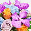 This photograph presents a richly detailed, high-angle view of a luxurious bouquet, its colours heightened by a clean white background that lets every bloom stand out. Dominating the scene are several impressive Vanda orchids in a vibrant magenta-fuchsia shade, their broad petals etched with intricate white veining that forms a delicate, lace-like pattern. They lend the arrangement a contemporary, exotic flair, as if a slice of a tropical conservatory had been brought into a Mill Hill living room. Nestled beneath and around these orchids is a generous mass of pale blue hydrangea, comprised of countless tiny, four-petalled florets that cluster into pillowy heads, giving the bouquet a soft, cloud-like foundation. Threaded through this base are bright, sunset-orange roses, their petals tightly curled and layered, creating a sense of energy and warmth reminiscent of a glowing evening sky above Mill Hill's tree-lined streets. Nearby, dusky lavender and mauve roses contribute a softer, more romantic mood, their muted colours and densely packed petals evoking a sense of vintage charm and quiet elegance. Small touches of fresh green foliage peek between the flowers, breaking up the colour fields and adding a hint of garden freshness, like a nod to the greenery of Mill Hill Park. The lighting is gentle and even, revealing the different textures-from the satin sheen of the orchids to the velvety roses and the delicate hydrangea clusters-without casting harsh shadows. The overall impression is of abundance and considered design, the kind of bouquet Flowers Mill Hill might create for a special birthday, an intimate dinner along Mill Hill Broadway, or a heartfelt, luxurious gesture delivered to someone who truly loves bold yet harmonious floral artistry.