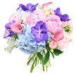 Photographed in front of a clean white backdrop, this sumptuous bouquet appears as a rounded, perfectly balanced composition of pastel romance and vivid accents, the kind of arrangement that would brighten a Mill Hill living room on a special day. At the core, large light pink peonies dominate, their petals densely layered and softly ruffled, creating a plush, cloud-like centre that communicates tenderness and quiet luxury. Around them, full clusters of sky-blue hydrangeas spread out in generous domes, their numerous tiny petals forming a soothing, cushiony base that cools the palette and evokes the calm of nearby green walks and gardens. Interspersed thoughtfully, rich violet Vanda orchids command attention with their broad, flat faces and distinctive speckled patterns, adding a bold, exotic touch that feels both modern and refined. Curving through the flowers, smooth calla lilies in shades of rosy pink and warm peach introduce elegant, trumpet-shaped lines, their sleek texture offering an engaging contrast to the more feathery peonies and hydrangeas. Delicate pale pink spray roses peek out in small clusters, some tightly furled, others just beginning to open, providing fine detail and a whisper of classic charm. Supporting foliage includes fresh, dark green leaves and the soft, silvery-grey, deeply lobed fronds of Dusty Miller, whose velvety surface brings a cool, frosted nuance to the arrangement. The stems below are gathered and tied tidily, revealing a hand-crafted, florist-tied design ready for delivery throughout Mill Hill and the surrounding neighbourhoods. Overall, the bouquet radiates elegance, joy, and considered beauty, well-suited for anniversaries, birthdays, or any moment that deserves a graceful floral expression.