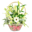 Against a crisp white background, a rustic light-brown wicker basket overflows with white and pale green blooms, crafted with the careful balance you would expect from an experienced Mill Hill florist. The basket's woven texture is clearly defined, its curved handle arching above the flowers, while a red and white gingham ribbon tied in a neat bow at the front lends a nostalgic, homely feel, as if ready to be placed on a table after a stroll through Mill Hill Park. From the centre rise tall stems of lilies, their buds mostly closed in soft green and cream, a few just beginning to reveal silky white petals that suggest quiet anticipation and the unfolding of an anniversary celebration. Around them, white Gerbera daisies with deep contrasting centres face outward, their clean, daisy-like forms adding a bold, modern note. Intertwined with these are gently ruffled lisianthus blossoms in white and pale green, lending softness and a romantic, almost airy texture. A sleek white calla lily, shaped like a slender trumpet, arcs upward with a contemporary elegance that contrasts beautifully with the rustic wicker. Smaller, spiky chrysanthemum-style flowers in white and green are scattered throughout, creating a sense of fullness and delicate movement. Supporting the blooms, lush foliage spreads outward: rounded blue-green eucalyptus leaves, trailing variegated greenery, and broader dark green leaves that ground the design. The interplay of the fresh whites and layered greens against the calm background creates a feeling of purity, comfort, and gentle joy. Perfect for an anniversary dinner near Mill Hill Broadway, a thoughtful get-well gift, or a graceful centrepiece in a Mill Hill home, this basket speaks softly of appreciation, renewal, and lasting affection.