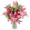 A generous, studio-lit bouquet of vivid pink oriental lilies stands upright in a clear, elegantly simple glass vase, set against a clean white background so every petal and stem reads clearly. The arrangement presents a cluster of large, star-shaped blossoms in shades from deep fuchsia to soft rose, each flower opening to reveal a chartreuse-yellow throat that melts into creamy white near the centre; dark burgundy stamens dusted with fresh pollen punctuate each bloom like tiny calligraphic strokes. Interspersed among the open flowers are numerous elongated buds-some slim and pale pink, others richer fuchsia with the faintest green tips-promising days of unfolding colour and extending the bouquet's life. Lush, lance-shaped green leaves and sturdy, upright stems give the composition a verdant, textured backbone; the transparent vase exposes neatly trimmed stems and clear water, reinforcing the sense of freshness and careful handling. The lighting is soft but direct, catching the satin sheen of the lily petals and the subtle irregularities of their edges, while the pristine white surface and background let the pinks and greens sing without distraction. This bouquet reads as both contemporary and timeless, its scent implied by description-a heady, sweet perfume that invites a moment of slow appreciation. Appropriate for birthdays, heartfelt thanks, Mother's Day or a gentle sympathy gesture, the arrangement suggests professional studio styling and floristry skill, ideal for anyone seeking an elegant, long-lasting focal bouquet to brighten a Mill Hill home or to send to neighbours on The Broadway or near Mill Hill Village.