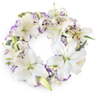 A full, round wreath of white and lavender-toned flowers is photographed front-on against a bright white backdrop, showcasing a carefully balanced funeral tribute. The ring is dominated by impressive white Oriental lilies, their large, star-like blooms arranged so that they almost touch, leaving little space between. Some of these lilies are fully open, with silky petals that gently curve backwards to reveal pale green centres and distinctive stamens tipped with warm, brown pollen; others are still partly closed, their buds smooth and elongated, adding quiet anticipation to the composition. Between the lilies, clusters of lisianthus blooms fill the gaps, their ruffled white petals edged delicately in lilac and soft purple, creating a gentle halo of colour that runs continuously around the wreath. Small ivory rosebuds and double lisianthus provide even more softness and depth, tucking into the spaces as if resting. Slivers of deep and muted green foliage and slender eucalyptus-like sprigs peek through here and there, giving structure and a natural feel while never overshadowing the flowers. The overall effect is one of calm, poised beauty, reminiscent of a still, reflective moment overlooking the green spaces of Mill Hill and its quiet residential streets. The clean background ensures the viewer focuses fully on the flowers, emphasising their role as a tender expression of condolence. This wreath is well-suited for funeral and memorial services, a dignified circle of lilies and lisianthus gently expressing sympathy, peace, and an enduring circle of love for the person being remembered.