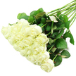 A striking bouquet of white roses is displayed diagonally across a spotless white background, creating a sense of balance and quiet luxury that feels at home in Mill Hill's calm surroundings. The central focus is a full cluster of around two dozen roses in the lower-left portion of the frame, their heads nestled closely together to form a soft, voluminous mass. Each rose is exquisitely shaped, with tightly furled centres surrounded by outer petals that curl gently back, revealing layers of velvety texture. The petals range from pure, cool white at the edges to creamy ivory and the faintest touch of green near the base, indicating freshness and careful handling. From this generous pillow of blooms, a line of long, straight stems extends towards the upper right, adding structure and direction to the composition. The stems are clad in rich, dark green leaves that appear thick and healthy, their surfaces catching the light with a gentle sheen. Here and there, a subtle reddish tint along the leaf edges introduces a natural depth to the otherwise restrained colour scheme. Bright, even lighting floods the scene, leaving almost no harsh shadow, so every fold, vein, and curve is clearly defined yet soft to the eye. The bouquet carries an air of purity, grace, and heartfelt sentiment. It is easy to imagine these flowers prepared in a Mill Hill florist's studio, ready to be carried down the aisle at a local wedding, arranged as a thoughtful condolence bouquet for a family nearby, or delivered as an elegant anniversary surprise to a home overlooking the green views around Mill Hill Park. The arrangement captures the enduring charm of white roses with a refinement that reflects the character of Mill Hill.