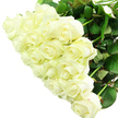 A large, luxurious bouquet of white roses is captured in close detail, every blossom nestled snugly against its neighbour to form a rich, rounded mass of petals. The roses display a classic beauty: creamy white with subtle ivory tones deep in their centres, their petals soft and velvety, folding over one another in graceful spirals. Some blooms are still tight and pointed, promising to open further, while others are just beginning to unfurl, revealing the intricate layers hidden within. Beneath this abundance of white, sturdy green stems and broad leaves can be glimpsed, their deep, natural green providing a vivid contrast that anchors the arrangement, much as the leafy avenues of Mill Hill ground the calm atmosphere of the area. The entire bouquet is set against a crisp, white background, creating a minimalist setting that focuses attention entirely on the roses' form and texture. Gentle, even lighting washes across the flowers, tracing the contours of each petal and casting soft, barely-there shadows that add depth without distraction. Though you cannot smell it in the image, the bouquet suggests a light, creamy fragrance-clean, soothing, and perfect for a peaceful Mill Hill home. The feeling it conveys is one of serenity and refined sentiment, making it fitting for a wedding day, a special anniversary dinner near Mill Hill Broadway, or a respectful sympathy tribute delivered quietly to a neighbour. It looks like a carefully crafted arrangement from Flowers Mill Hill, designed to express love, remembrance, or hope in a way that feels both understated and profoundly sincere.